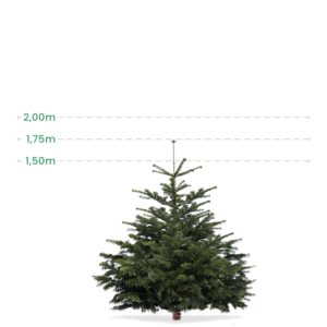 Lille juletræ 1,5-1,75 Meter