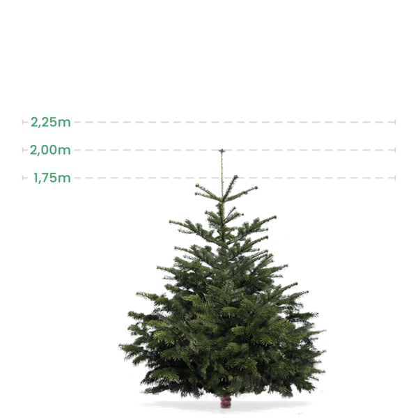 Mellem juletræ 1,75-2 Meter