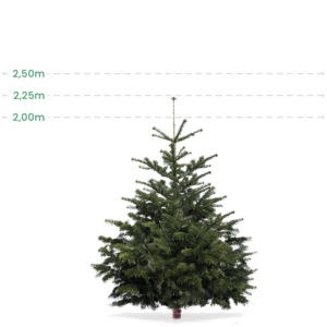 Stort juletræ 2-2,25 Meter