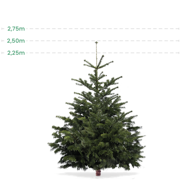 Større juletræ 2,25-2,5 Meter